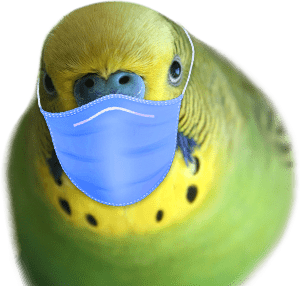parrot